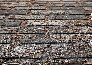 Dried, cracked or curling shingles