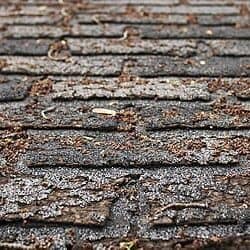 Dried, cracked or curling shingles